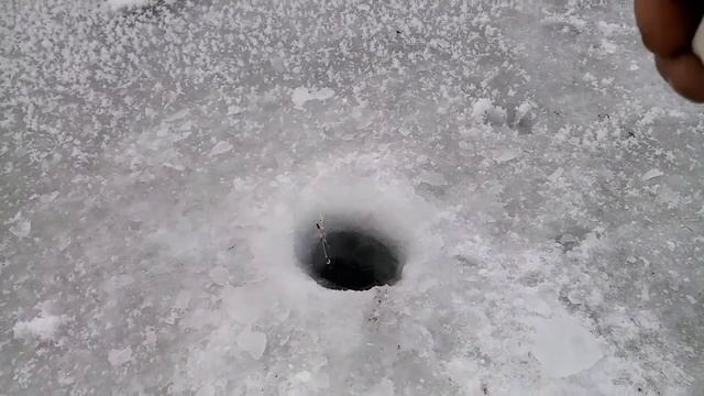 Щука на постовушки. Алтайский край река Чумыш.