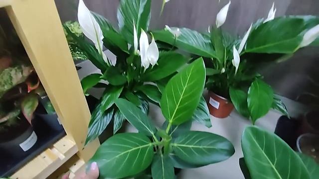 #46 Обзор комнатных растений | Ятрофа, спатифиллумы, суккуленты, хамедореи, фаленопсисы, глоксинии