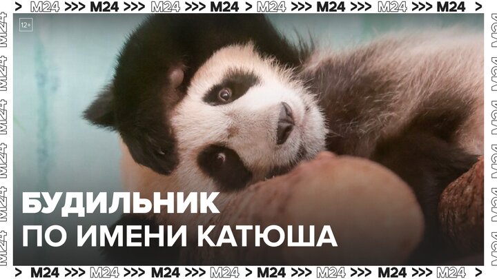 В Московском зоопарке показали, как панда Катюша пытается разбудить Диндин - Москва 24