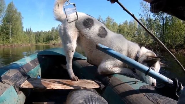 Двое в лодке вместе с собакой. Щуки не в счёт.