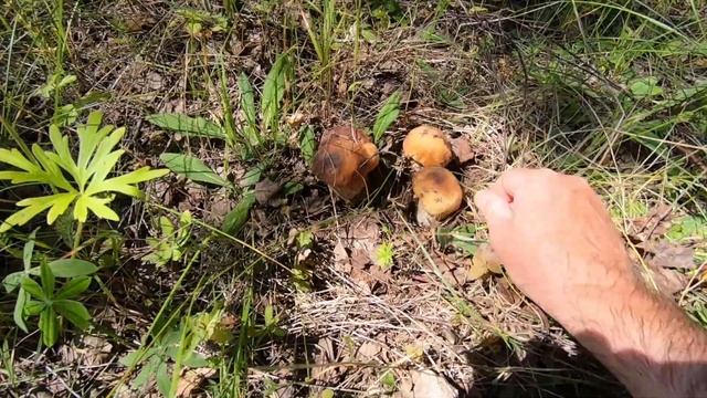 За грибами ! грибов очень много!
