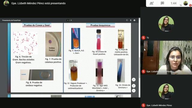 Pruebas de identificación para  enterobacterias.  Proteus mirabilis.