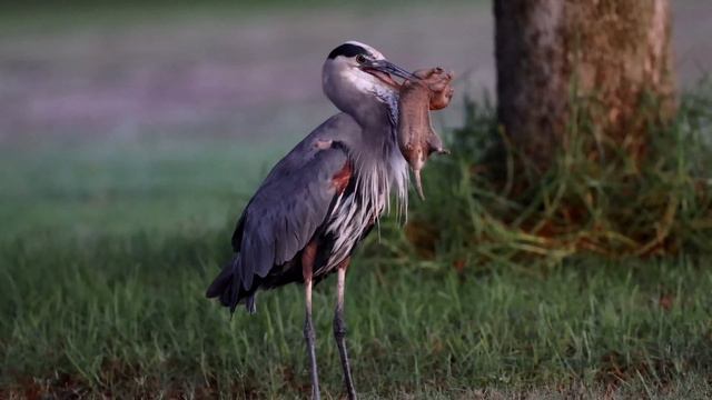 Great Blue Heron finally catches a big gopher