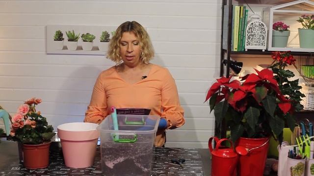 Лучшее удобрение для комнатных цветов