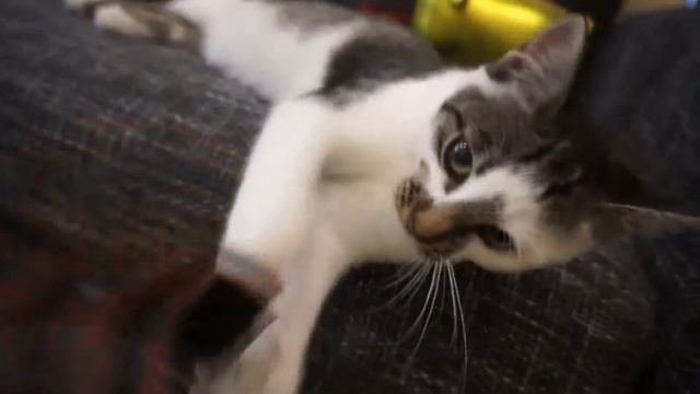 Маленький котик (5 месяцев) ищет дом