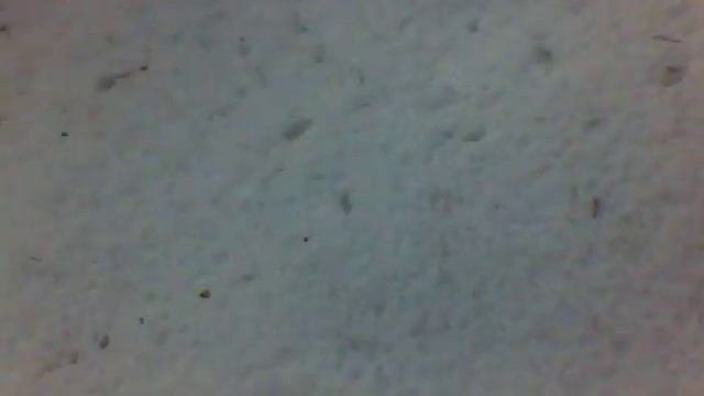Маламут Вулкан на Нартах