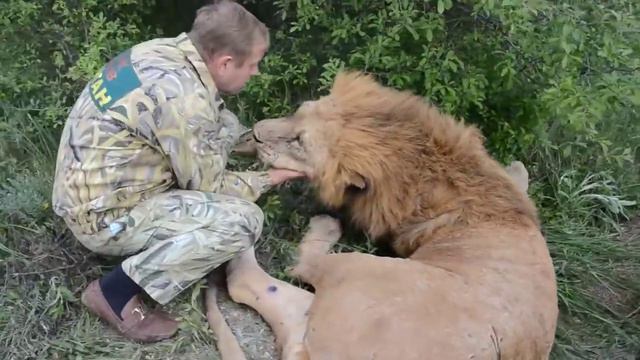 Льву УДАЛИЛИ БОЛЬНЫЕ ЗУБЫ, он просыпается после операции