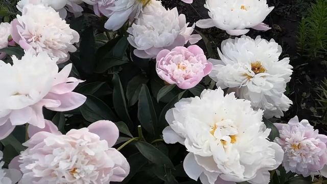 Пион Леди Александра Дафф продолжает цветение на боковых бутонах.Июнь 2020 год.