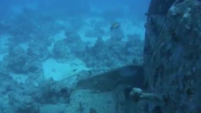 Thistlegorm - Голубой чертополох