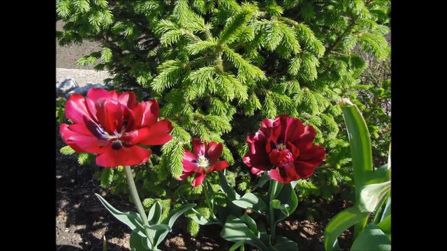 Очарование весеннего сада