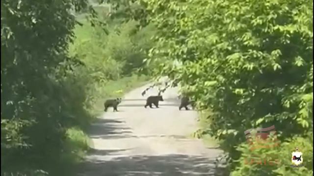 Полицейские ежедневно фиксируют факты выхода медведей к населенным пунктам Приангарья