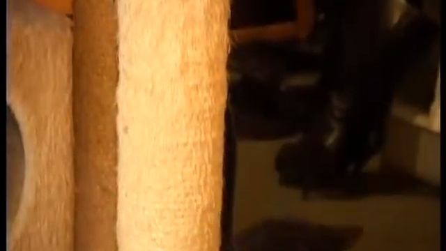 Selkirk Rex/ Селкирк рекс