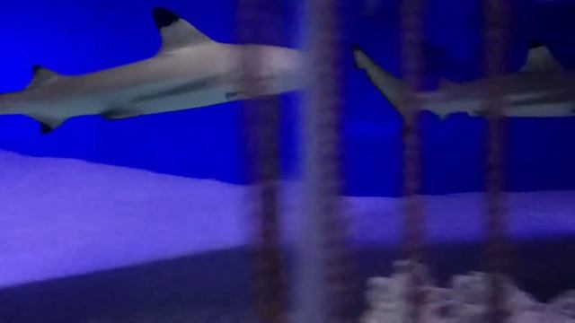 Катя и Настя в океанариуме на Чистых прудах Акулы мурены скат пираньи скелет в аквариуме