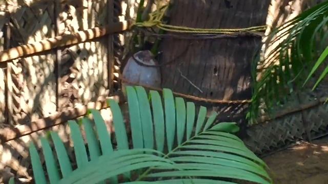 НЕ УБИВАЕМАЯ ОРХИДЕЯ / посадка и полив орхидей по индийски