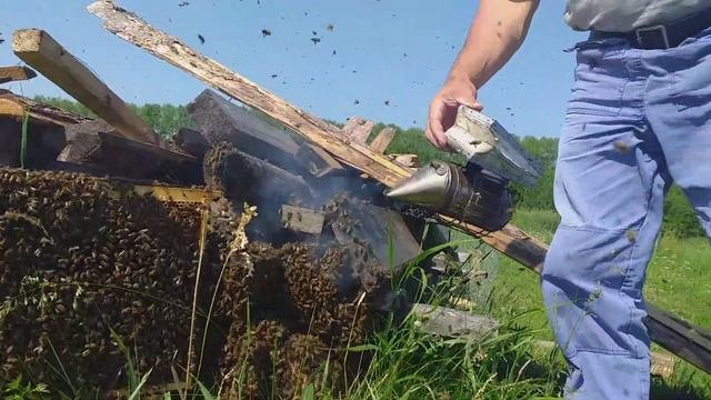 Вспоминаем ЛЕТО!☀️ Пчёлы роятся, мы ловим...(часть 1)
