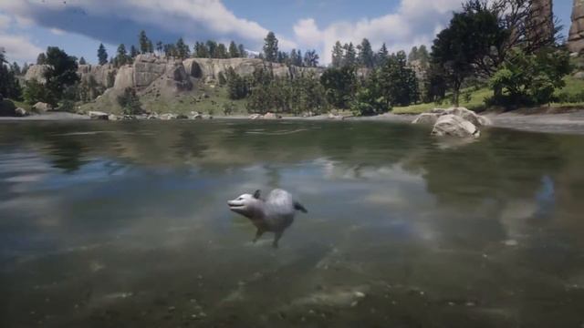 RDR2 Online playing as a Opossum