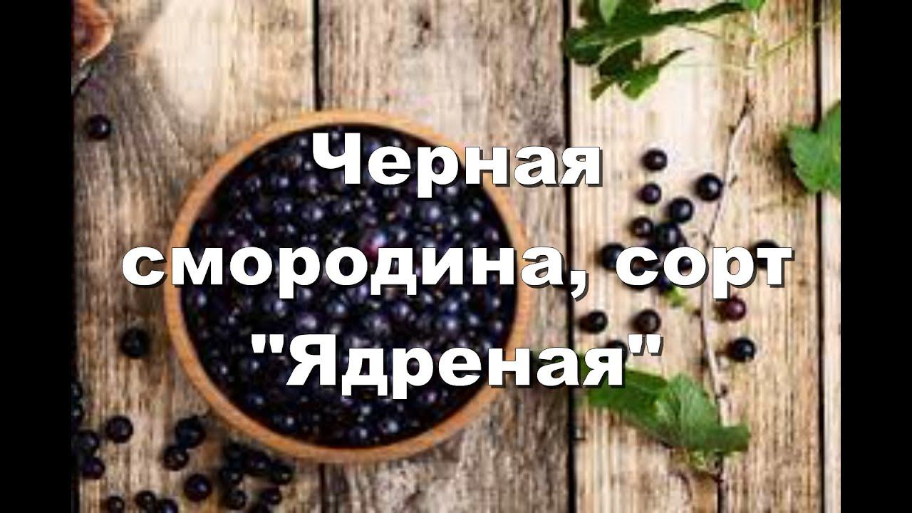 Черная смородина Ядреная