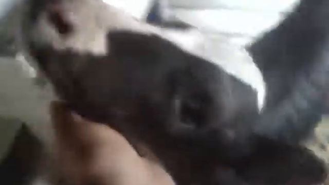 кормушка для телят