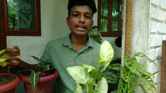 Complete care for syngonium in Malayalam/ ഈ ചെടിയെ കുറിച്ച് അറിയേണ്ടതെല്ലാം / by green Lover