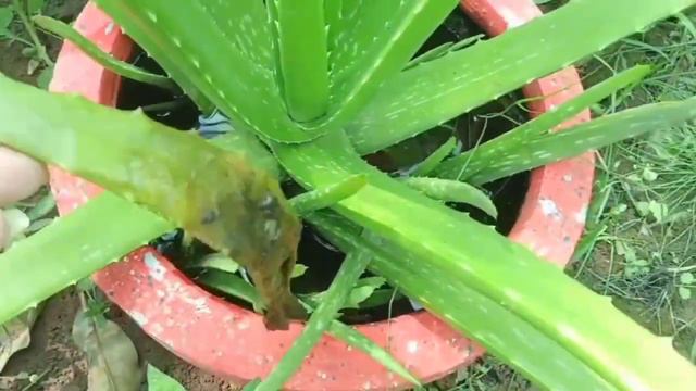 Aloe Vera Plant Care | Grow Aloe Vera   At Home
