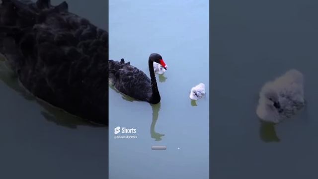 Черный лебедь.#лебедь #природа #дикаяприрода #птицы #чёрный лебедь #shorts #shortsvideo #short