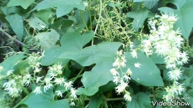 Полевые цветы в августе. Wildflowers in August.