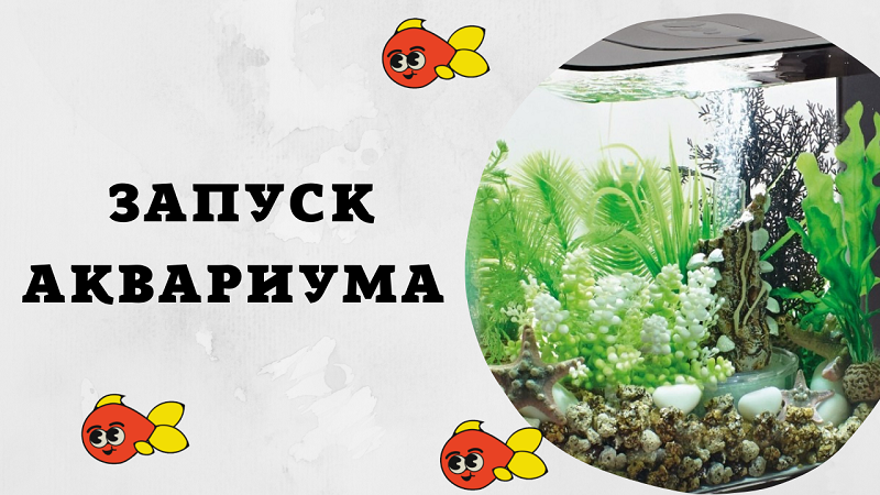 ЗАПУСК АКВАРИУМА. НАШИ ОШИБКИ