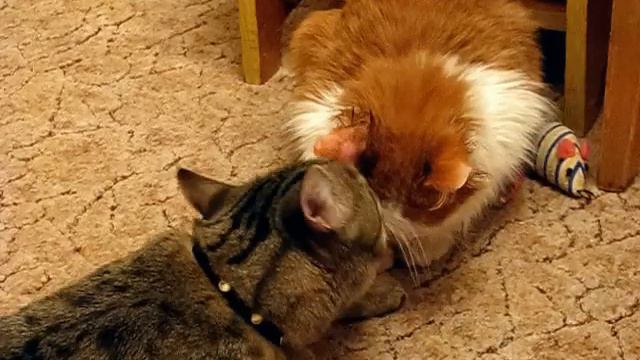 Кот Лёня лечит подобранную кошку Масю