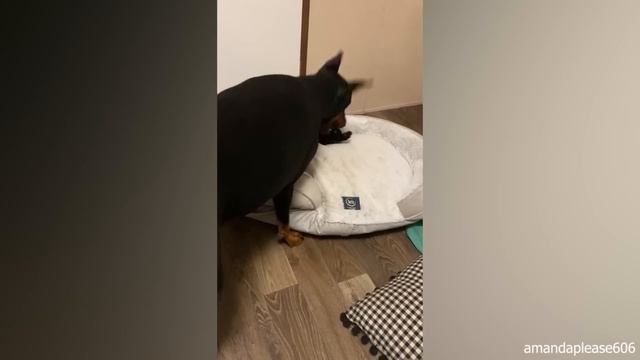 Cats Who Surprisingly Cannot Deny Their Love For Dogs?