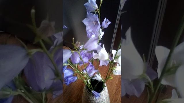 Колокольчик персиколистный #цветок #рассада в #сад равнодушных нет.#многолетник