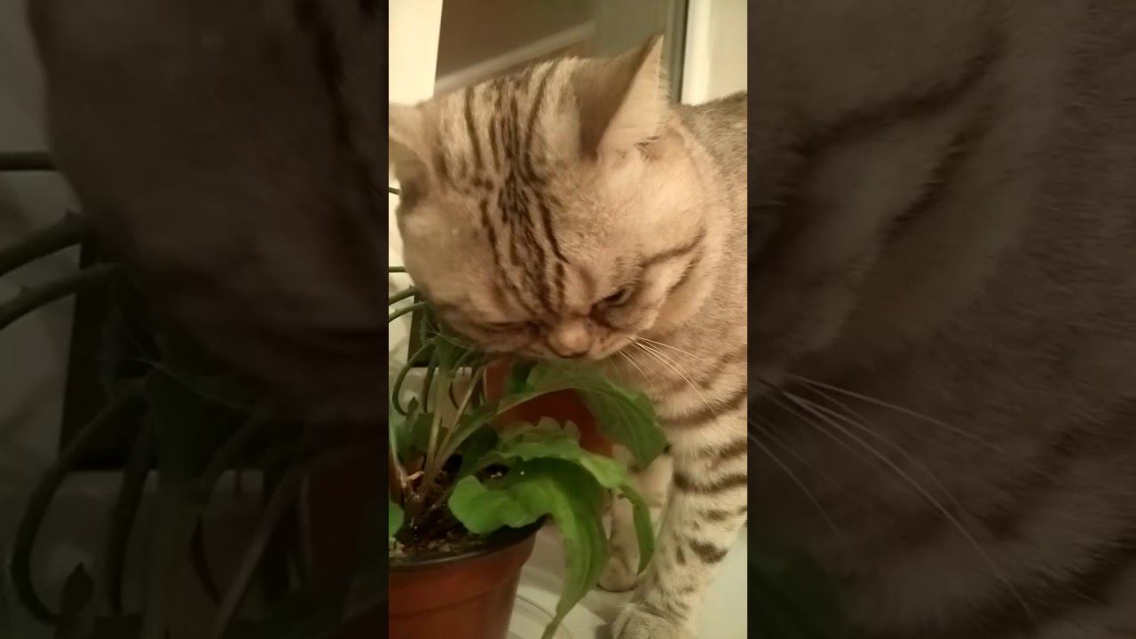 Кот - веган