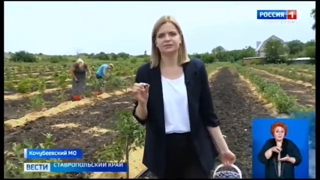 Фермер Александр Фролов собирает первый урожай голубики