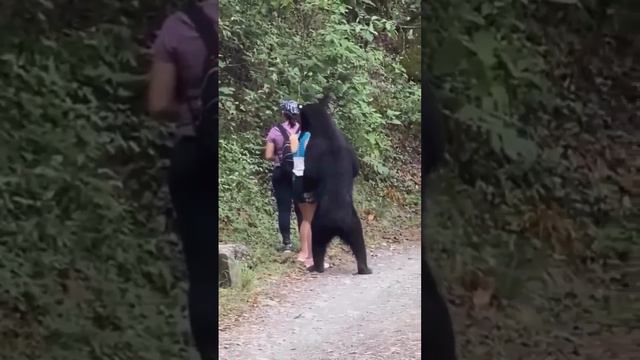 медведь заигрывает в Мексике с туристками