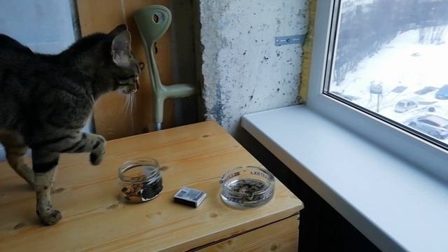 Гулять пойдём?