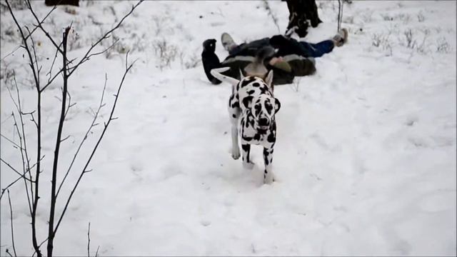 Маламути и далматин (Хати-4мес, Молли-5мес)