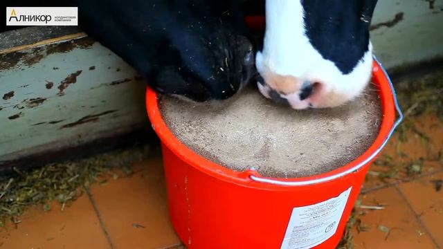 потребление лизунца Милка высокоудойными коровами