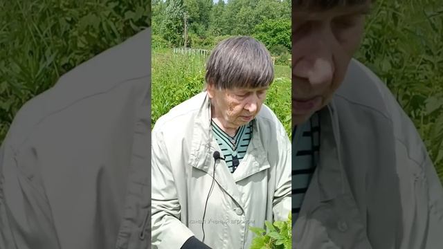 Черная смородина