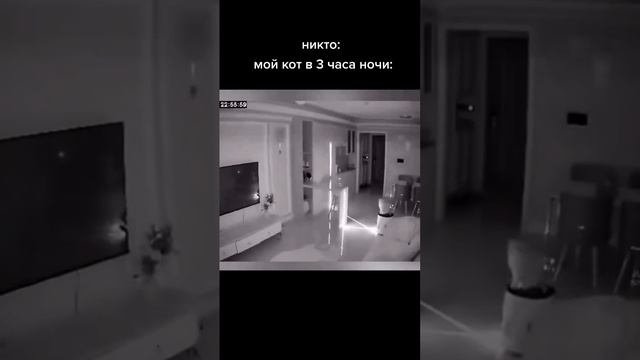 кот нашел себе развличение shorts tiktok