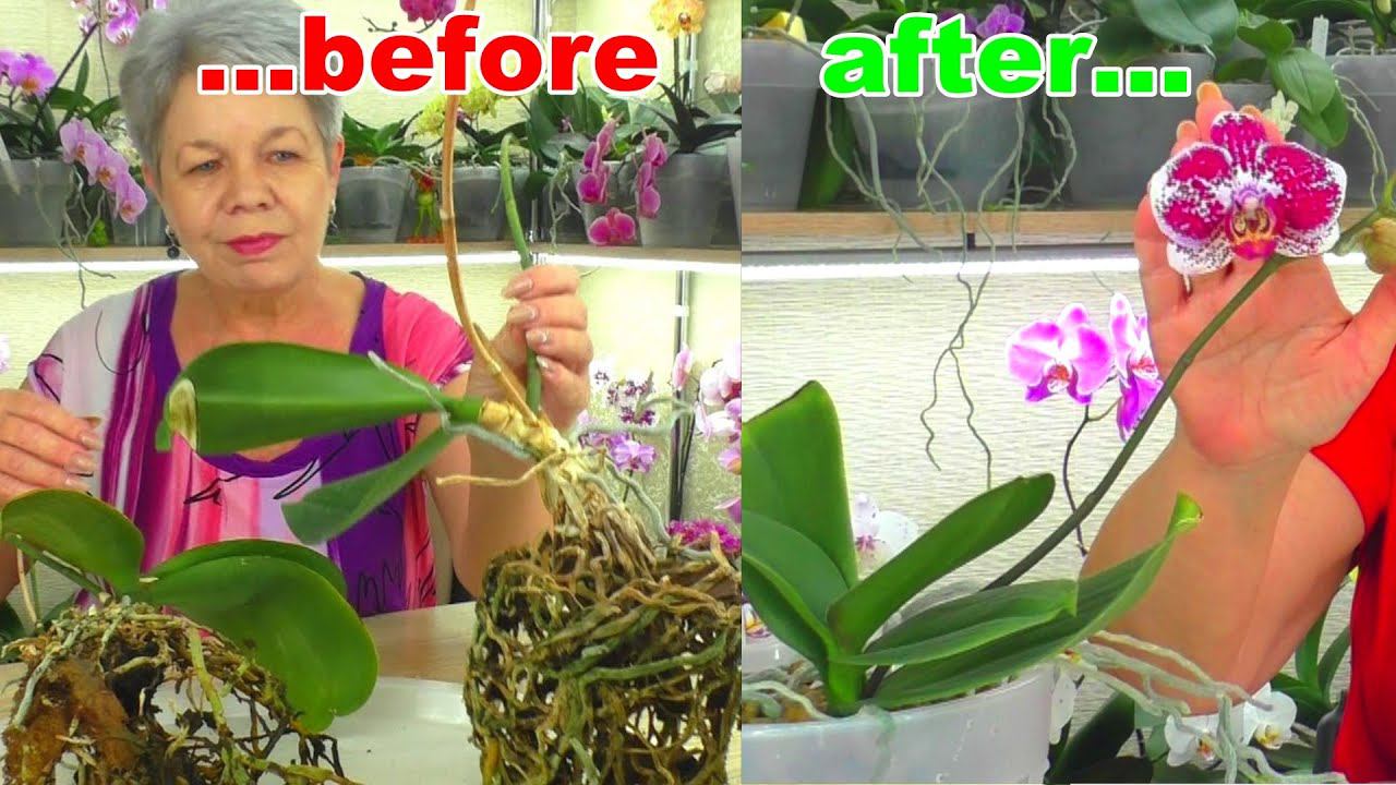 Орхидея прожила 10 лет, и после омоложения зацвела. Она ищет новый дом!!!