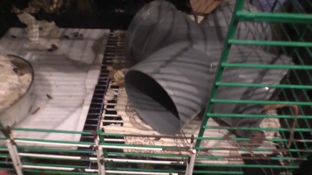 В ВИДЕО ЕСТЬ КРЫСЫ