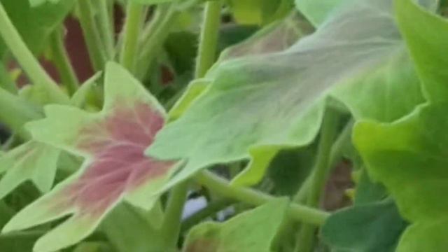 PELARGONIUM VANCOUVER CENTENNIAL PLANT