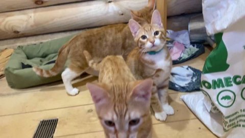 Рыжие котята Чифир, Чизкейк и Чупс в поисках дома и любящей семьи ❤️