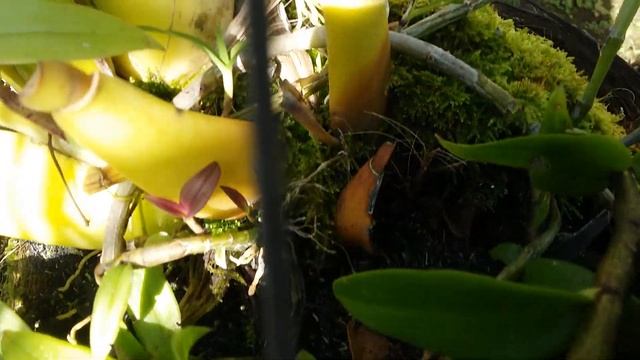 Lumut ijo bikin subur anggrek species? - Dendrobium aphyllum - dendrobium pierardii