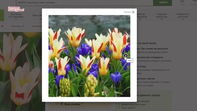 Два особенных вида тюльпанов, которые будем высаживать этой осенью.