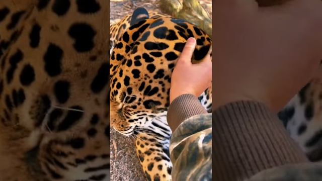 Jaguar Boops & Kisses! SWEET