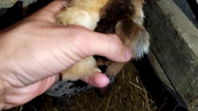 Вывод цыплят под курочкой