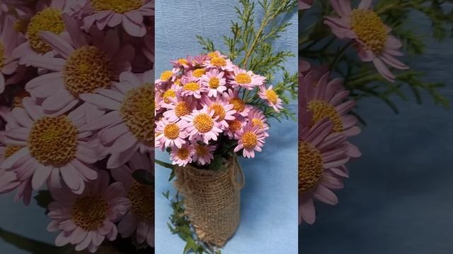 Мультифлора Модена, мини ромашка.#chrysanthemumflower #цветы