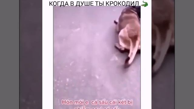Когда укусил крокодил, и пёс превратился в крокодила, чтобы крокодилить