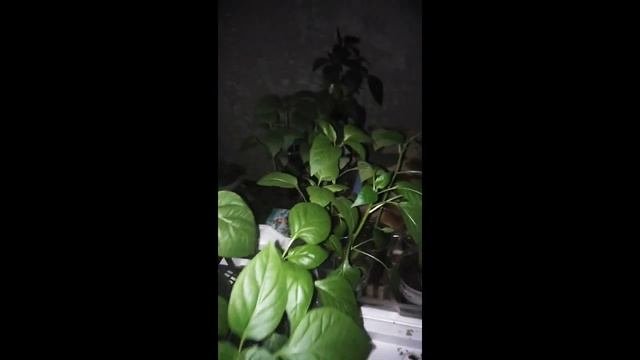 26 апреля .Солнышко необходимо и нам и растюшкам. но его практически не бывает.