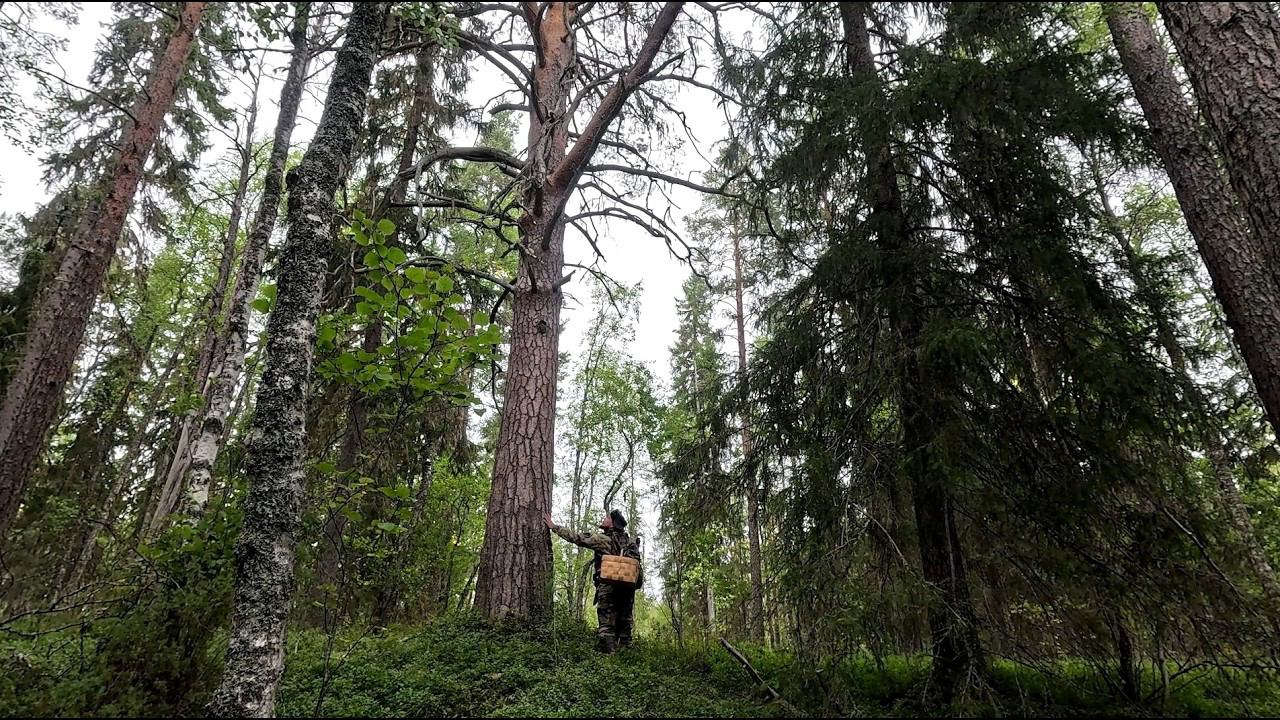 ПОХОД В ОСЕННИЙ ЛЕС. СБОР БЕЛЫХ ГРИБОВ. УСТАЛ ОТ СУЕТЫ И УШЁЛ В ТАЙГУ.